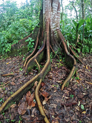 Extensive root system of a tree in the Amazon region of Ecuador