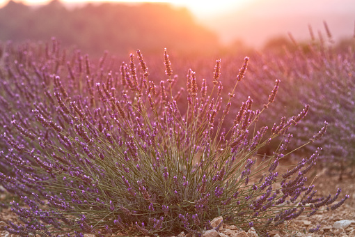 Beautiful delicate flowers in drops after rain overlooking Lake Garda. In purple and lilac shades. Sunset after a thunderstorm.