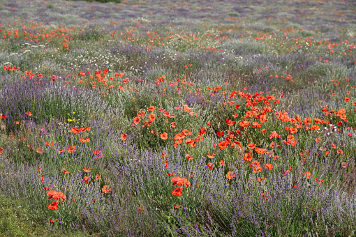 Withered poppy flowers, warm toning