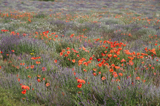 Lavender, poppies, soft background stock photo