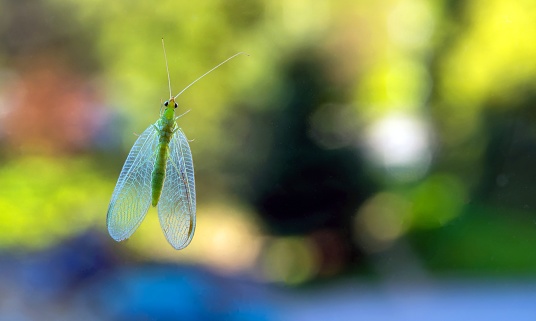 The green midge is an ordinary golden-eyed lat. Chrysoperla carnea