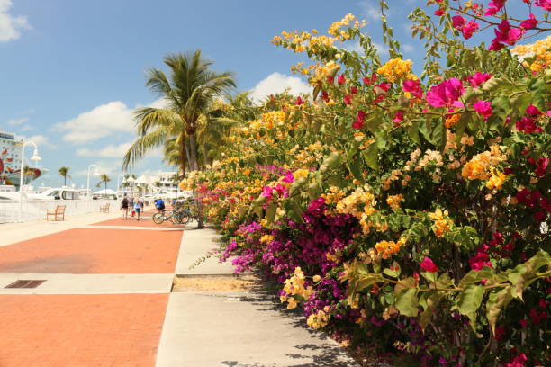 istock Tropical flower bushes on a pier 1487343074
