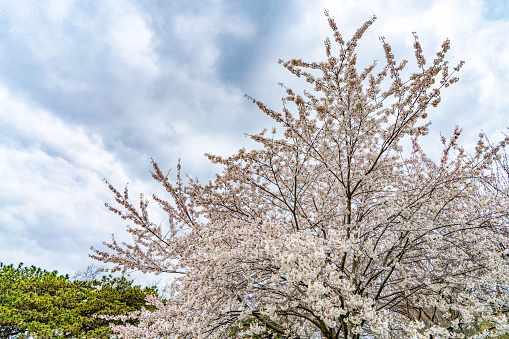 Weeping cherry tree and Mt. Asama, Nagano, Japan