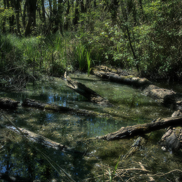 Pool with rotten trunks at Punta Alberete