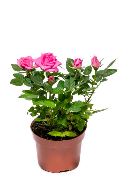 istock Indoor rose bush in a pot on a white background 1487343417