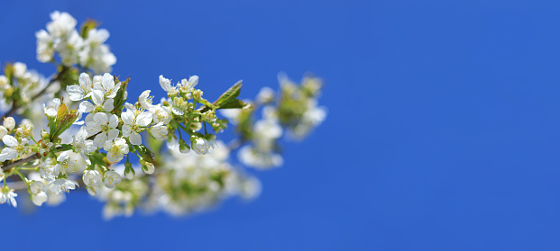Branches of blossoming Cherry macro with soft focus. Spring greeting cards. Springtime. Bloom over blue sky. Morning in the cherry orchard. Spring background. Blossoming Cherry tree garden. Copy space