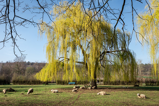 A flock of sheep grazing on the grass field under a willow tree in springtime.
