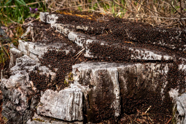 Wild ants nest in the old tree log. Wild ants nest in the old tree log in the forest. ant colony swarm of insects pest stock pictures, royalty-free photos & images