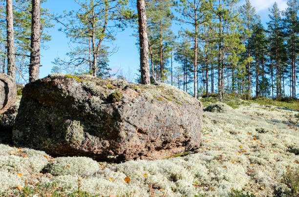 istock Landscape, pine forest and meadow with moss and a huge granite stone. 1487343750