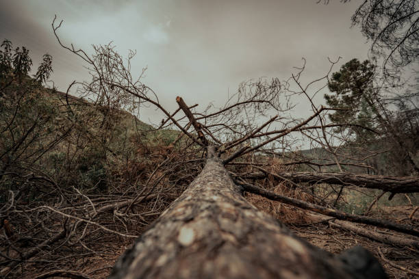 istock Fallen Trees on Rural Roads: A Natural Obstacle 1487344617