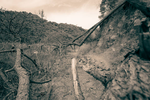 istock Fallen Trees on Rural Roads: A Natural Obstacle 1487344679