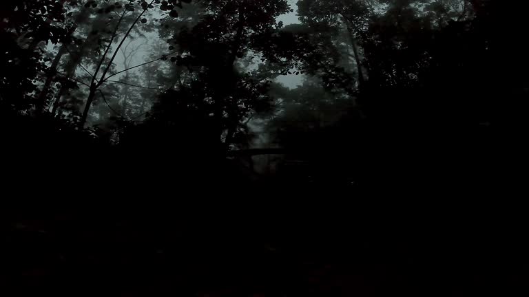 A view of the sky through a dark forest with tall trees during the night