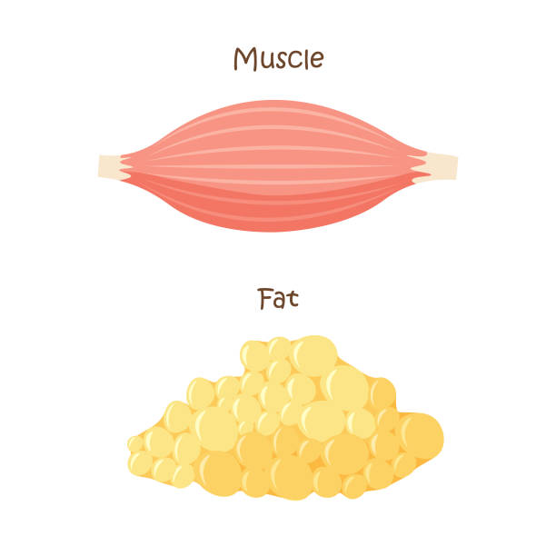 ilustrações de stock, clip art, desenhos animados e ícones de muscle and fat tissue icon. - human muscle human arm muscular build body building