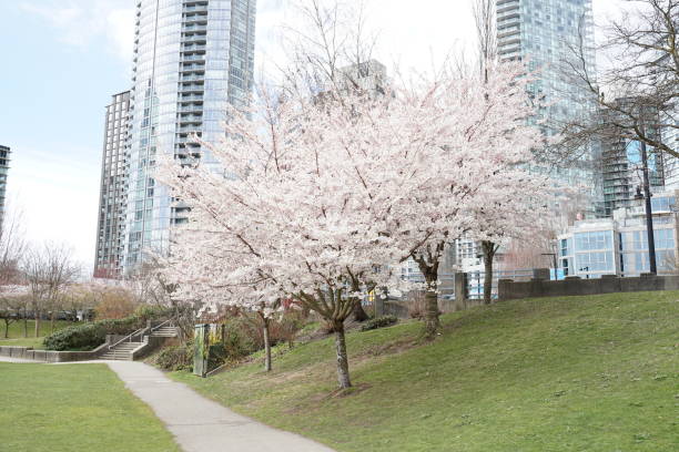 istock 2023 Cherry Blossoming survey in Vancouver 1487346053