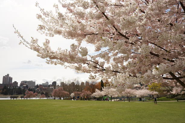 istock 2023 Cherry Blossoming survey in Vancouver 1487346056