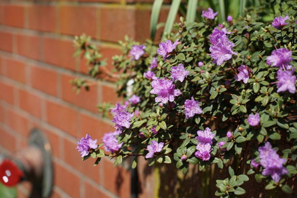 istock 2023 Spring flower survey in Vancouver 1487346091