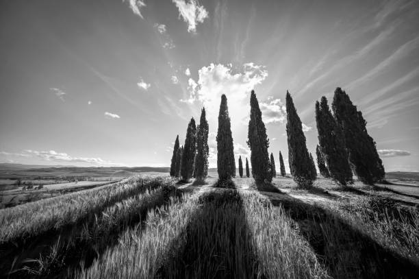istock Cipressi in bianco e nero 1487346359
