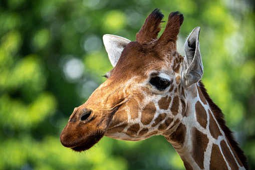 Giraf head close-up on green summer background. Giraf portrait.