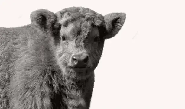 Photo of Highland Cattle Calf Cute Face And Isolated On The White Background