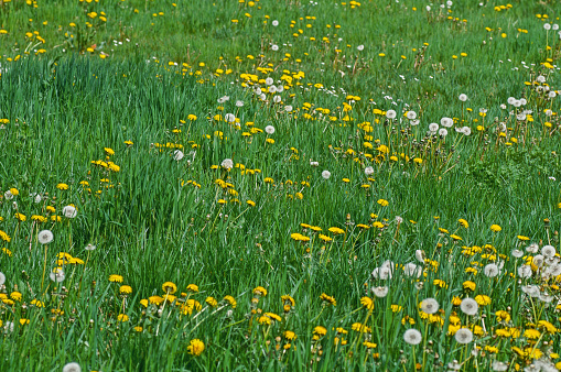 Yellow dandelions in the meadow on a sunny summer day