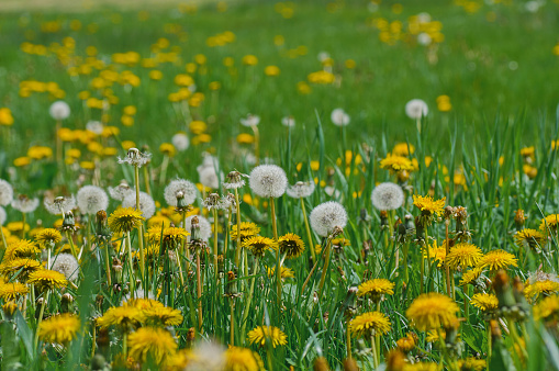 Dandelions on a meadow with green grass and yellow flowers