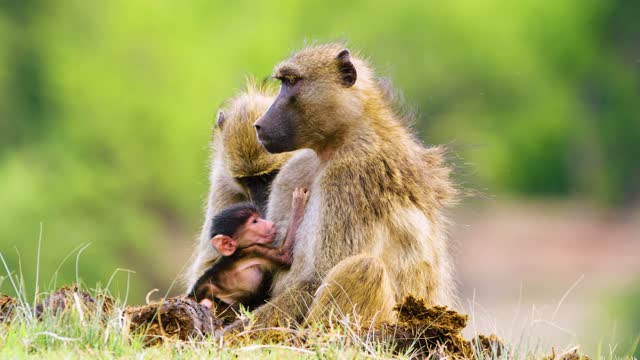 Portrait view of a Baboon mother breast feeding her baby baboon. Father baboon is sitting near. Baboon Family close up.