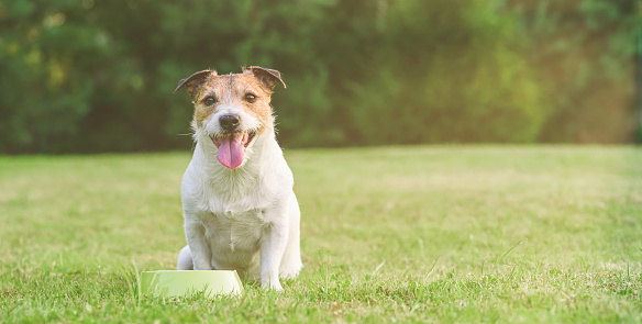 Happy smiling Jack Russell Terrier dog with green bowl