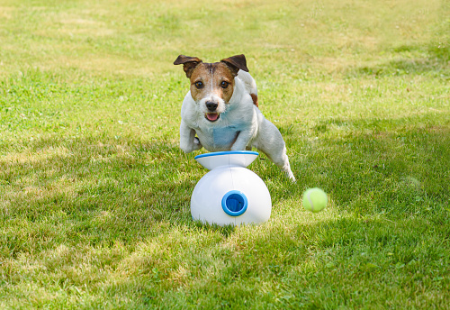 Funny Jack Russell Terrier playing with automatic ball launcher