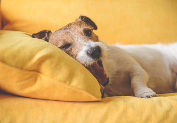 Cute dog with big eyes looking side lying sitting on comfortable beige dog bed sofa. Daylight resting on comfortable pet couch, horizontal composition, Elder Jack Russell terrier