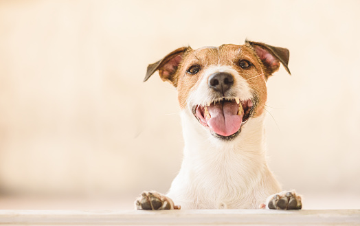 Happy Jack Russell Terrier dog laughing