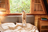 mopshund-schaut-aus-dem-fenster-auf-die-landschaft-vom-bett-aus.jpg?b=1&s=170x170&k=20&c=3Bw5e-vuRmvZGnzq_bqBFdsJBjc5XUISa4NBPPHQXTM=