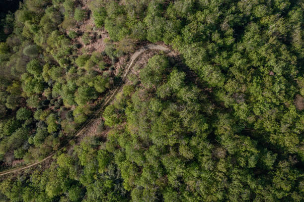 istock Aerial view of a curvy road in a forest 1487350851