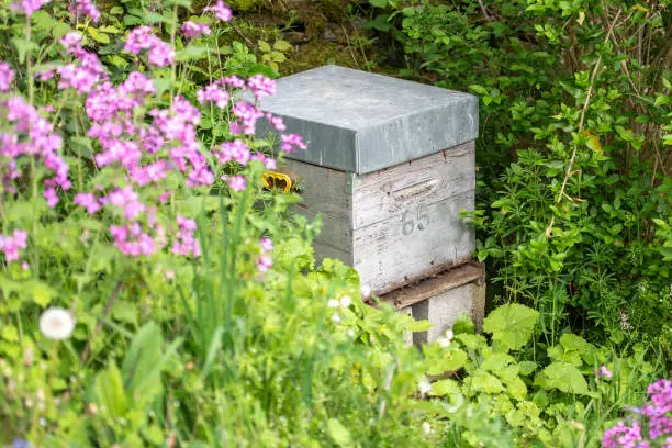 Photo of View of a bee hive in the South of France with trees and flowers around it.