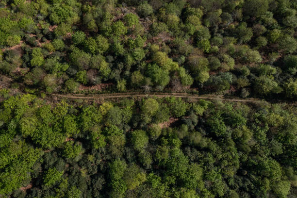 istock Aerial view of a curvy road in a forest 1487351068
