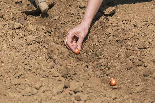 istock Small business, planting vegetable garden 1487352152