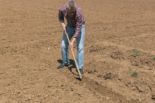 Adult man is planting vegetables at his vegetable garden