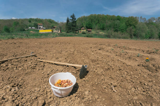 A soil-caked shovel lying in a partly dug-over area of mud in mottled sunlight.