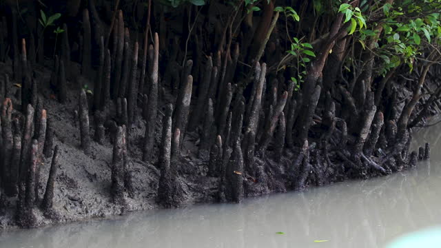 Mangrove swamps forest roots. The scene is the Sundarbans, the world's largest natural mangrove forest located between Bangladesh and India.