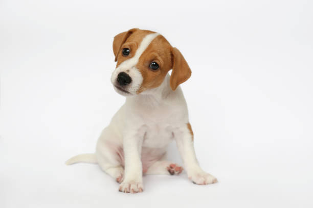 istock Sweet little Jack Russell puppy 1487353586