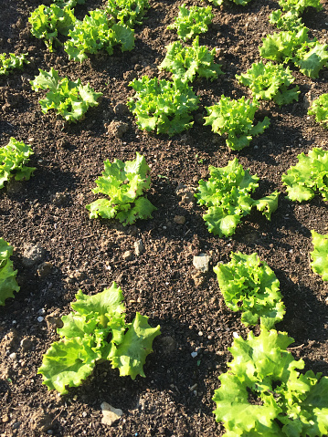 Lettuce field, leaf vegetable lettuce growing in vegetable garden