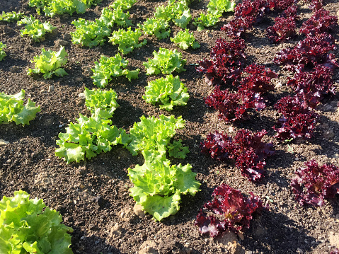 Green and purple lettuce field, leaf vegetable lettuces growing in vegetable garden, fresh organic lettuce