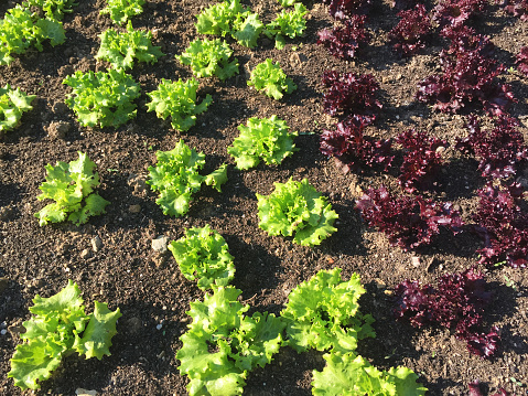 Green and purple lettuce field, leaf vegetable lettuces growing in vegetable garden, fresh organic lettuce