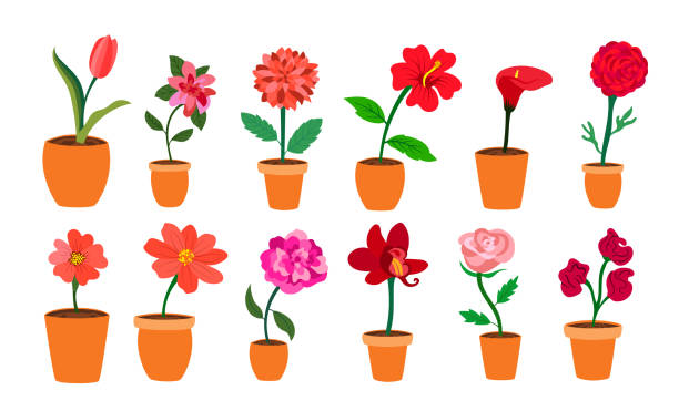 꽃병 세트에 다채로운 현실적인 플랫 꽃입니다. 빨간색과 분홍색 색상. 일러스트레이션과 자연 교육에 적합합니다. - primrose white background flower nature stock illustrations
