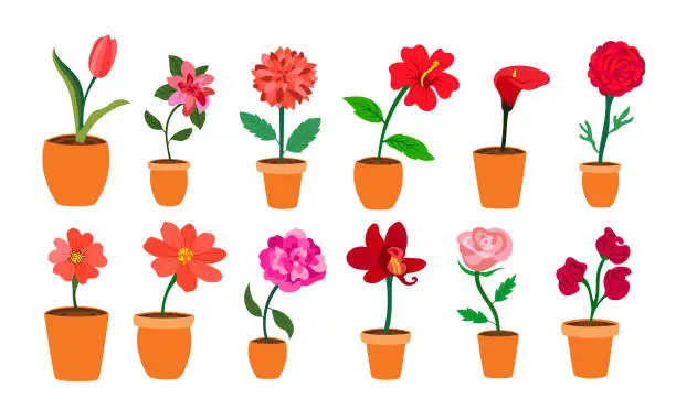 Vector illustration of Colorful realistic flat flowers in vase set. Red and pink colors. Perfect for illustrations and nature education.