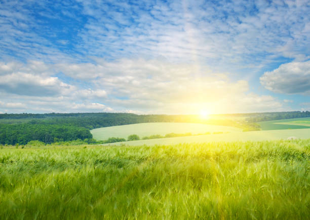 istock Green wheat field and bright sunrise. 1487356613