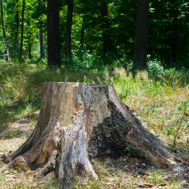istock The stump of a sawn tree in the summer forest. 1487359050