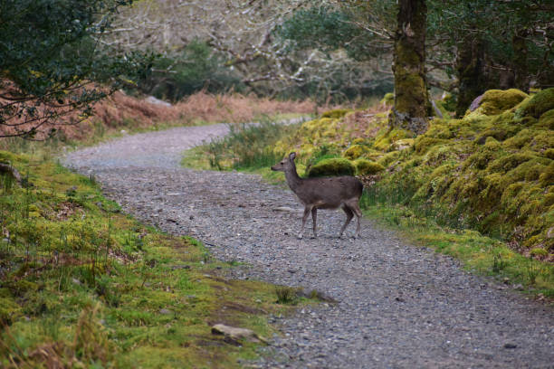 istock deer in the forest in Ireland 1487359126
