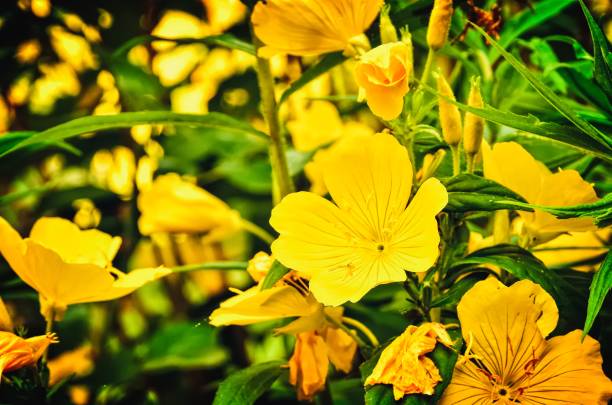 Yellow evening primrose flower in the garden. Photo with a shallow depth of field.