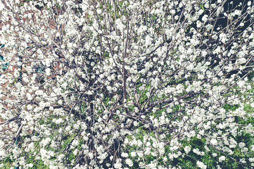 apple tree blooming in spring