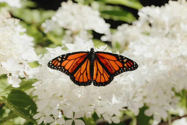 Free Stock Photo of Monarch butterfly on vibrant pink flowers ...